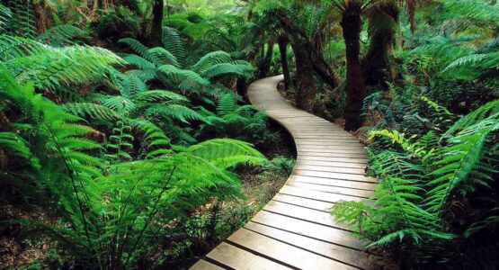 The Mental Health Benefits of Nature