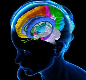 emotional brain