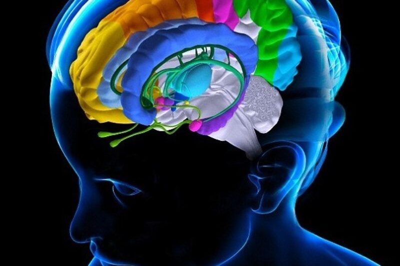 emotional brain
