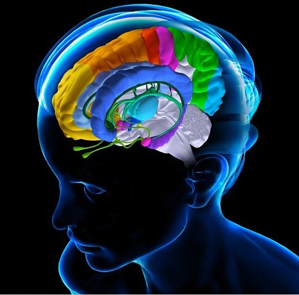 Your Brain's 3 Emotion Regulation Systems