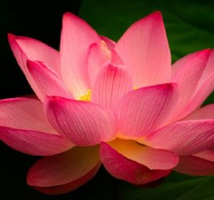 lotus compassion