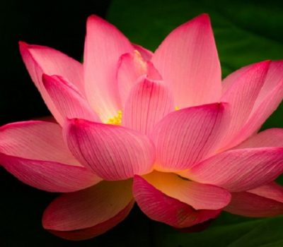 lotus compassion