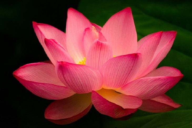 lotus compassion