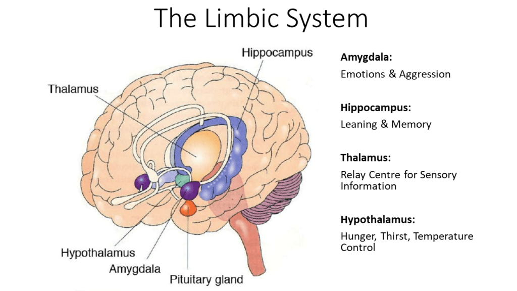 Why does the mind arise from our brain?